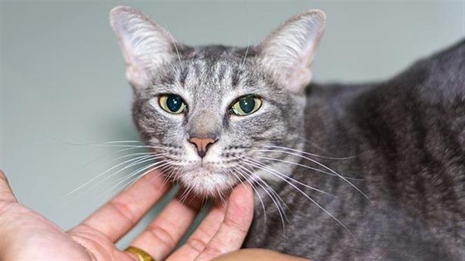 Συνέλαβαν 66χρονο που τεμάχισε γάτα σε κοινή θέα