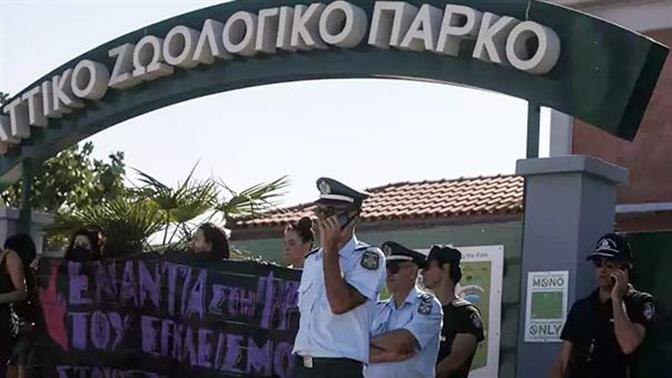 Οργισμένες αντιδράσεις για την θανάτωση του χιμπατζή στο Αττικό Πάρκο