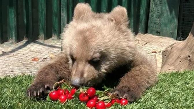 Ο Θωμάς το ορφανό αρκουδάκι τρώει κεράσια και το ίντερνετ λιώνει
