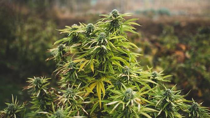 67χρονος στον Πύργο καλλιεργούσε κάνναβη δίπλα σε αστυνομικό τμήμα