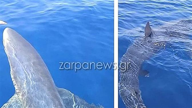 Καρχαρίας πάνω από 3 μέτρα κάνει βόλτες γύρω από αλιευτικό στα Κύθηρα