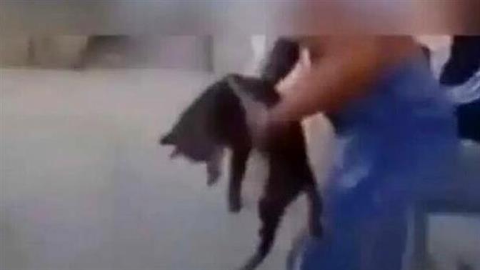 Μαθήτρια στην Κρήτη κακοποιεί γατάκι σε ντροπιαστικό βίντεο