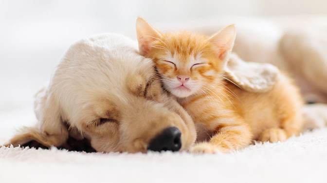 Αλήτισσες γάτες κλέβουν τα κρεβάτια των σκυλιών