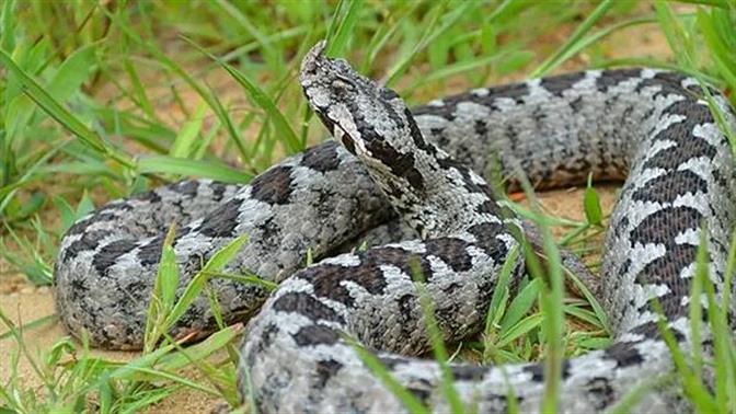Φωλιά με οχιές σε νηπιαγωγείο στον Λαγκαδά