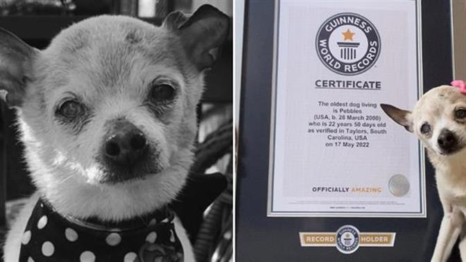 Πέθανε στα 22 της η γηραιότερη σκυλίτσα στον κόσμο
