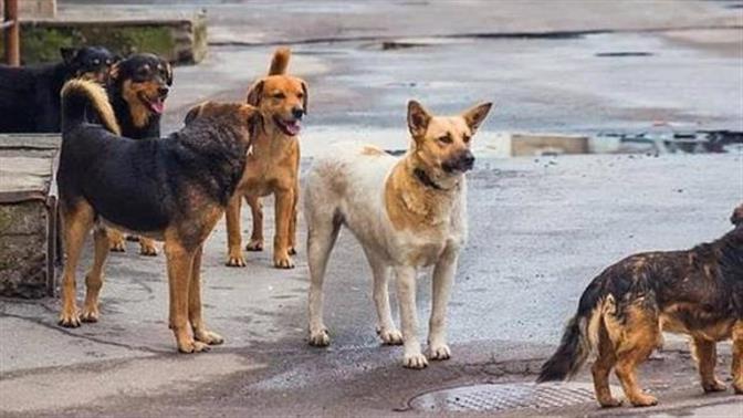 Αδέσποτα επιτέθηκαν σε γυναίκα στην Εύβοια