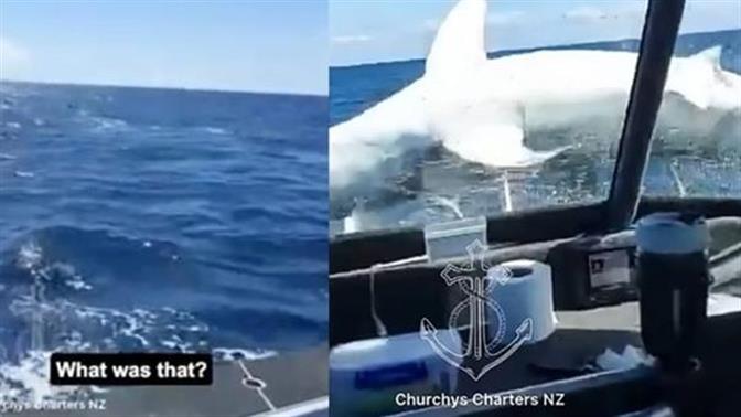 Τεράστιος καρχαρίας προσγειώνεται σε σκάφος (βίντεο)