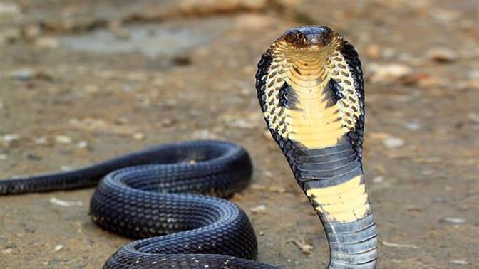 Δηλητηριώδες φίδι πέθανε από δαγκωματιά… 8χρονου παιδιού