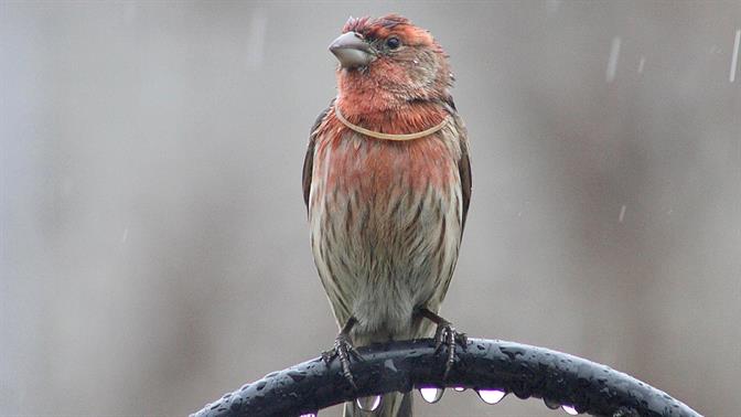 Πώς να ξεκολλήσεις τραγούδι από το μυαλό σου και άλλα κόλπα