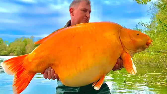 Ψαράς έριξε πίσω στο νερό το μεγαλύτερο χρυσόψαρο του κόσμου - Ζύγιζε 30 κιλά