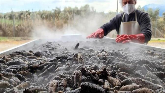 Στην Κυλλήνη κατέσχεσαν αγγούρια θαλάσσης που κοστίζουν 1 εκατομμύριο ευρώ