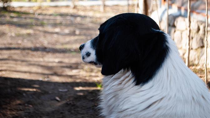 Συνέλαβαν ιδιοκτήτη φορτηγού στη Λάρισα γιατί έσερνε τον σκύλο του από τον προφυλακτήρα
