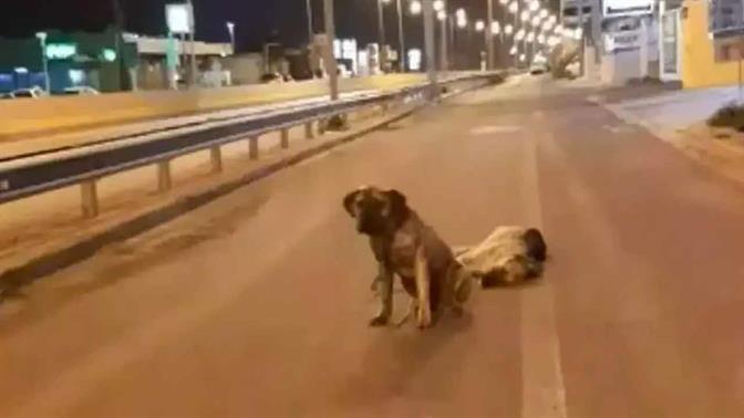 Σκύλος στην Κρήτη δεν έφευγε από το πλευρό του νεκρού φίλου του στο δρόμο