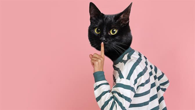 Τα μυστικά της γάτας σου που πρέπει να γνωρίζεις