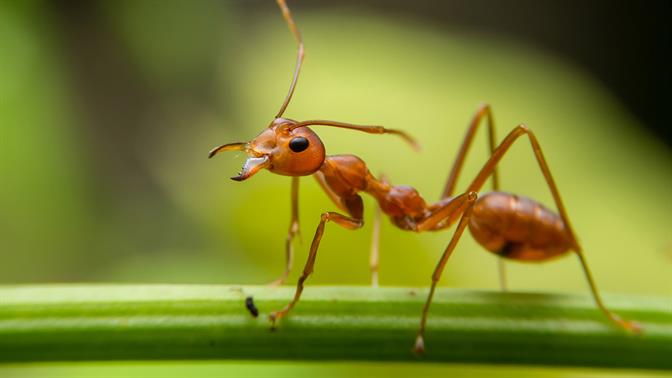 Μυρμήγκια κάνουν σεξ πάνω σε καλώδια ρίχνουν το Ίντερνετ σε ολόκληρο χωριό