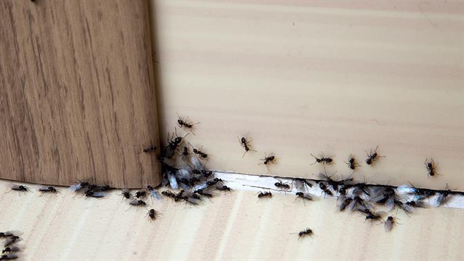 Πώς να ξεφορτωθείς τα μυρμήγκια