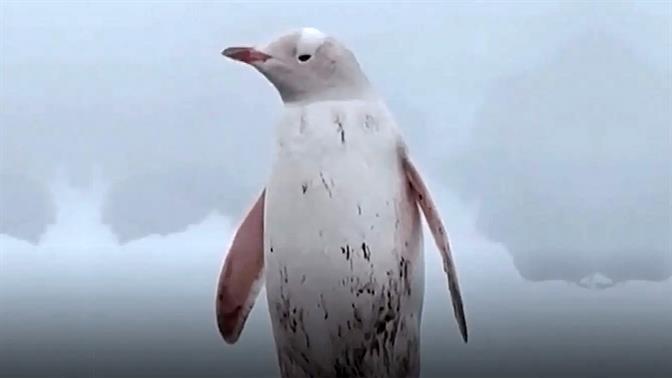 Λευκός πιγκουίνος καταγράφηκε στην Ανταρκτική