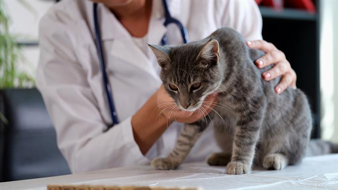 Οι πιο συχνές ασθένειες που μπορεί να κολλήσει μια γάτα