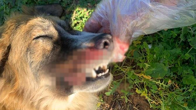 Καταγγελία για άγρια κακοποίηση και θανάτωση σκύλου στα Μέγαρα