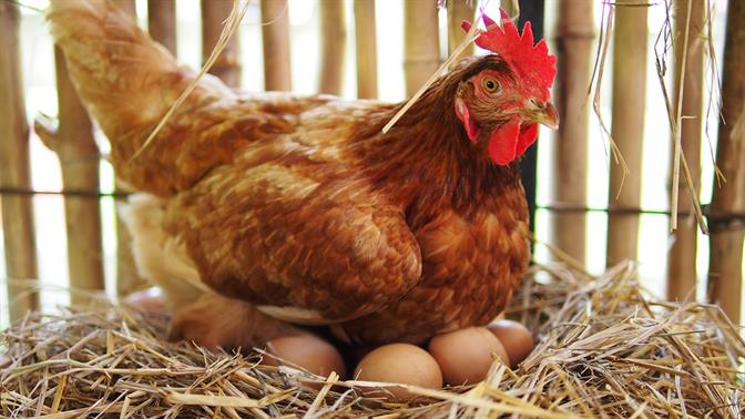 Οι επιστήμονες απάντησαν επιτέλους στο αν ή κότα έκανε το αυγό ή το αυγό την κότα