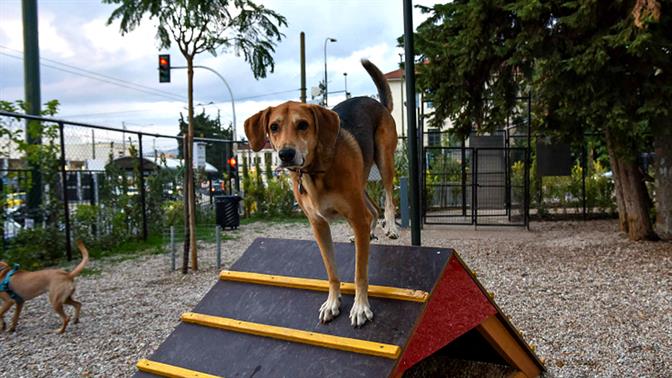 Τα πιο ωραία πάρκα για σκύλους στην Αθήνα