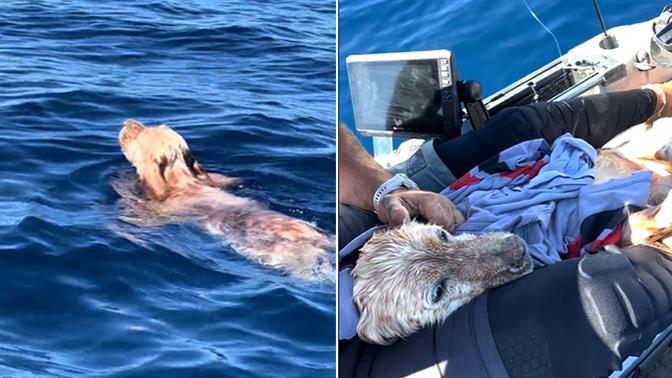 Απίστευτο βίντεο: Ψαράς σώζει σκύλο στην Πάρο!