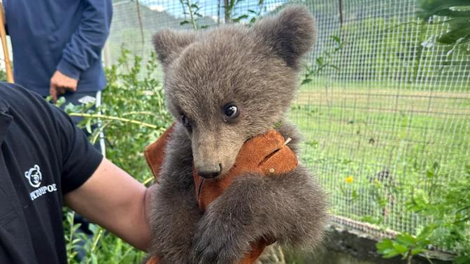 Ορφανό αρκουδάκι βρέθηκε σε αυλή σπιτιού στην Κοζάνη κι ευτυχώς είναι σώο κι ασφαλές