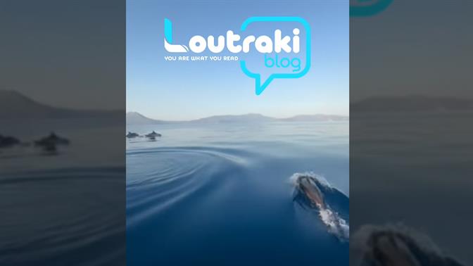 Δελφίνια βολτάρουν στο Λουτράκι και κλέβουν την παράσταση (βίντεο)