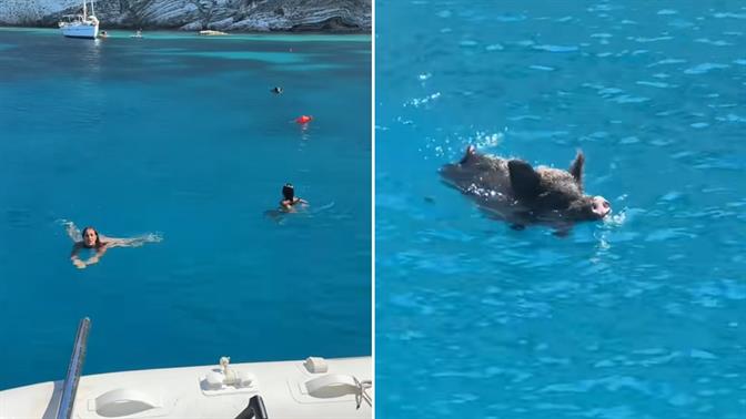 Αγριογούρουνο στην Ιθάκη... καταδίωξε τουρίστριες  (βίντεο)
