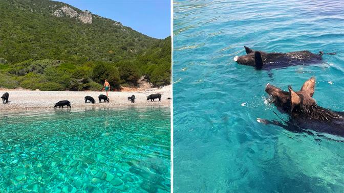 Στο Ιόνιο υπάρχει ένα νησί όπου κολυμπάς με γουρουνάκια