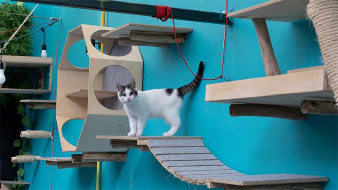 Pet friendly στέκια για καφέ στην Αθήνα