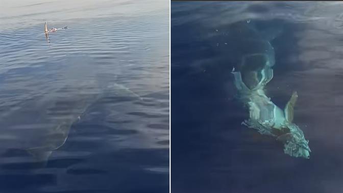 Λευκός καρχαρίας εντοπίστηκε στην Κάρπαθο – δες το viral video!