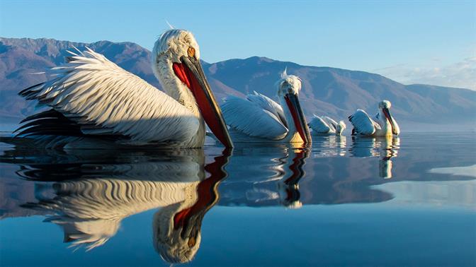 Birdwatching: Φτερωτά ταξίδια στην Ελλάδα