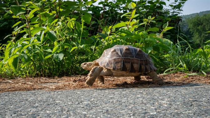Τα πιο συνηθισμένα λάθη στο περπάτημα – και πώς να τα αποφύγεις