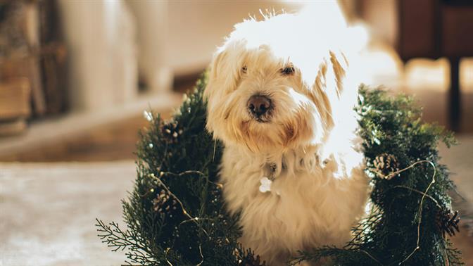 Τα ζώδια και για τι γκρινιάζουν στις γιορτές