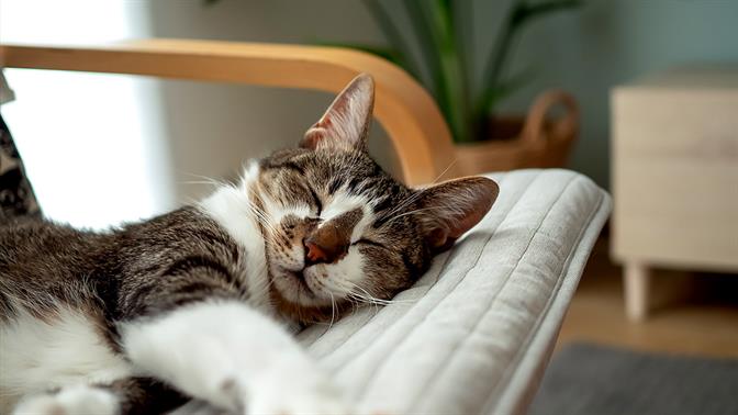 Οι παράξενες στάσεις ύπνου της γάτας σου και τι σημαίνουν (ή δε σημαίνουν) loading=