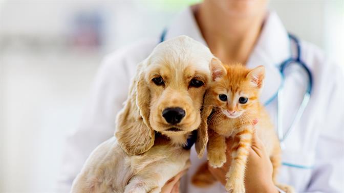 Μόλις πήρες κατοικίδιο; Όσα πρέπει να προσέξεις για την υγεία του