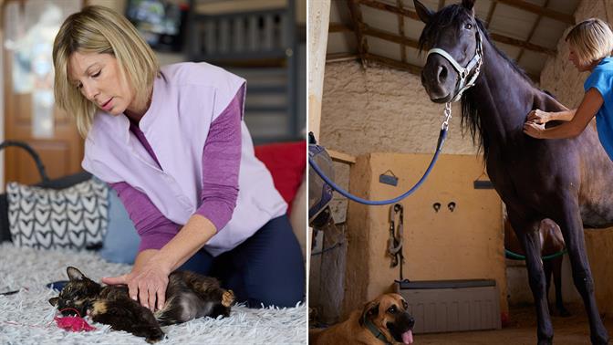 Η φυσικοθεραπεία δεν είναι μόνο για ανθρώπους: Πώς μπορεί να βοηθήσει το ζωάκι σου