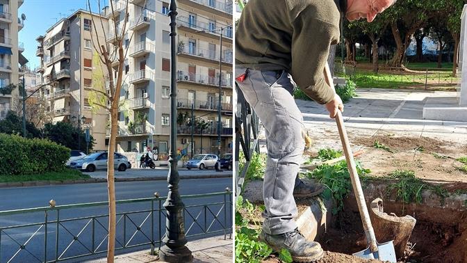 90 νέες γιακαράντες θα ντύσουν με μωβ τη Λεωφόρο Βασιλέως Κωνσταντίνου