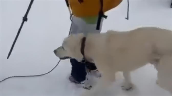 Μέτσοβο: Σκύλος επέζησε 9 ημέρες στα 1.900 μέτρα! (βίντεο)