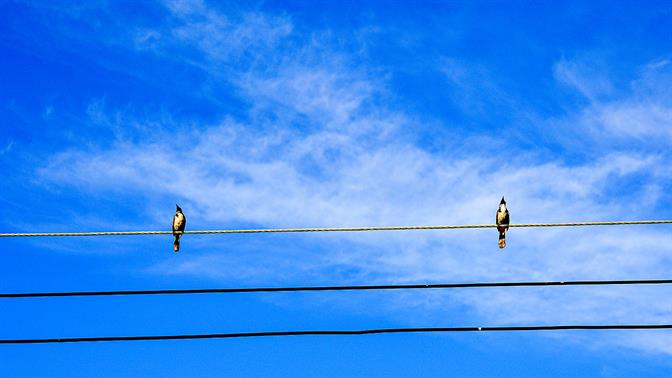 Τι είναι το bird test και γιατί να το κάνεις