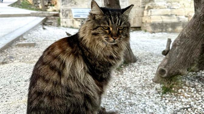 Πέθανε η Λουκία, η γατούλα της Ακρόπολης