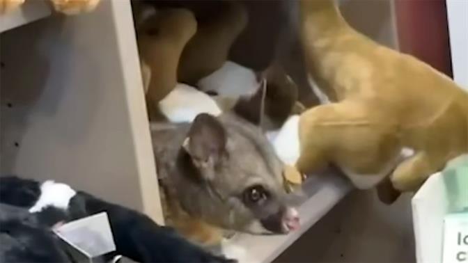 Πόσουμ τρύπωσε σε ράφι με λούτρινα στο αεροδρόμιο της Τασμανίας (βίντεο)