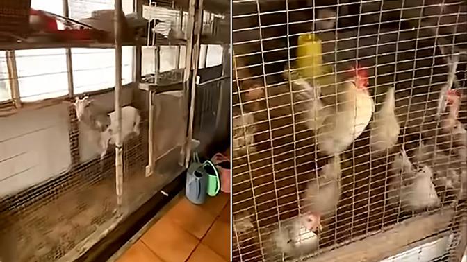 Κατσίκες και κοτόπουλα… στην ταράτσα: Απίστευτη υπόθεση σε πολυκατοικία στους Αμπελόκηπους