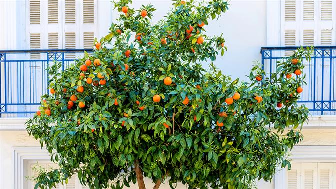 Ποια δέντρα φέρνουν την άνοιξη στην Αθήνα;