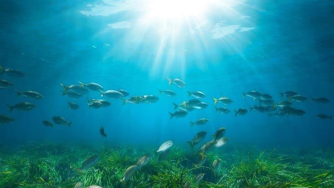 Posidonia Project: Mια νέα εποχή για την προστασία των λιβαδιών Ποσειδωνίας στην Ελλάδα