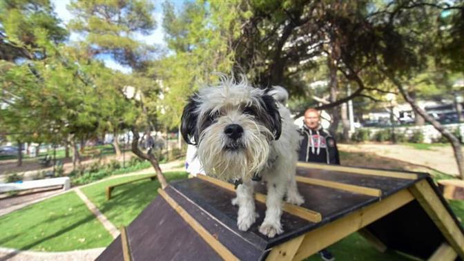 Βρήκαμε τα καλύτερα πάρκα για τον σκύλο σου στην Αθήνα