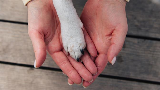 Dog Festival 2026: Η Αθήνα αποκτά τη δική της μεγάλη γιορτή για σκύλους