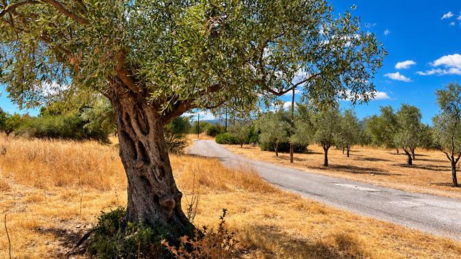 Μια τέλεια μονοήμερη στον αρχαίο ελαιώνα των Μεγάρων