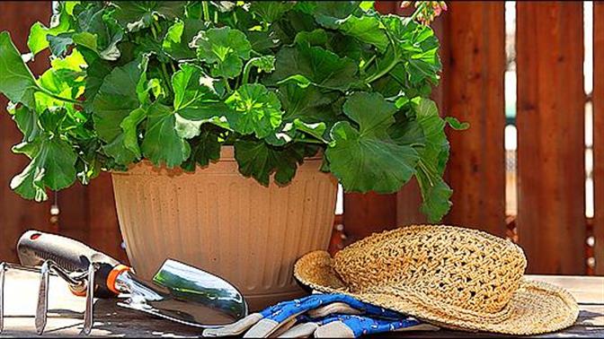 Τα λουλούδια... εκτίθενται   
